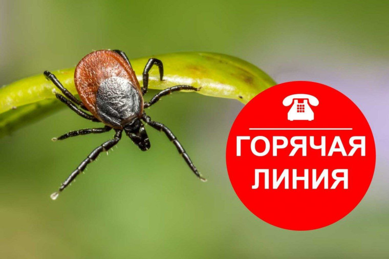 «Горячая линия» по профилактике клещевого энцефалита и инфекций. «Горячая линия» по профилактике клещевого энцефалита и инфекций.